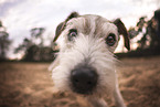 old Parson Russell Terrier