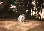 old Parson Russell Terrier