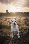 male Parson Russell Terrier