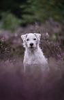 male Parson Russell Terrier