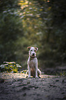 male Parson Russell Terrier
