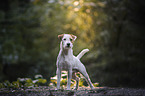 male Parson Russell Terrier