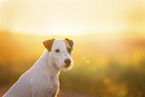 male Parson Russell Terrier
