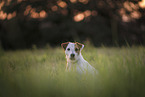 male Parson Russell Terrier