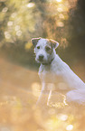 male Parson Russell Terrier