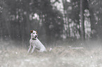 male Parson Russell Terrier