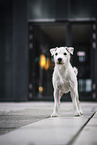 male Parson Russell Terrier