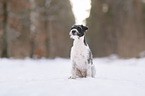 Parson Russell Terrier in the snow