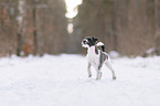 Parson Russell Terrier in the snow