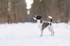 Parson Russell Terrier in the snow