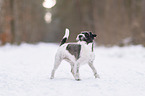 Parson Russell Terrier in the snow
