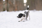 Parson Russell Terrier in the snow