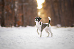 Parson Russell Terrier in the snow