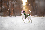 Parson Russell Terrier in the snow