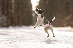 Parson Russell Terrier in the snow