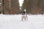 Parson Russell Terrier in the snow