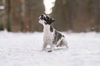 Parson Russell Terrier in the snow