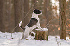 Parson Russell Terrier in the snow