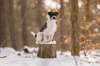 Parson Russell Terrier in the snow