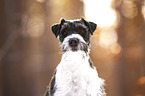 Parson Russell Terrier in the snow