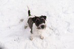 Parson Russell Terrier in the snow