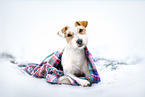 Parson Russell Terrier
