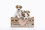 Parson Russell Terrier puppy