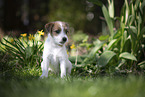 Parson Russell Terrier puppy