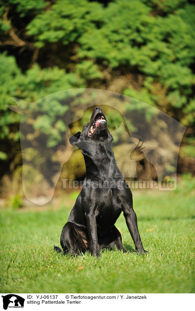 sitzender Patterdale Terrier / sitting Patterdale Terrier / YJ-06137