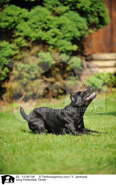 liegender Patterdale Terrier / lying Patterdale Terrier / YJ-06138