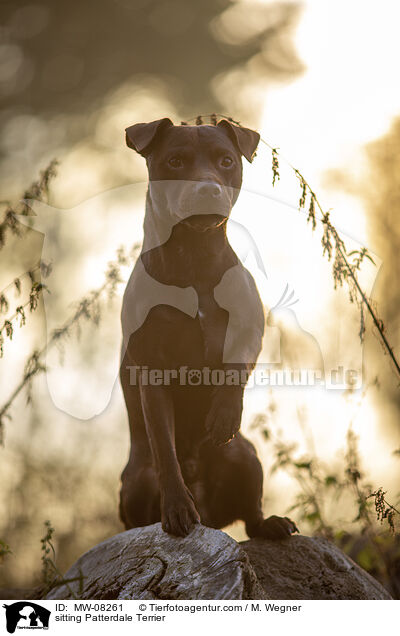 sitzender Patterdale Terrier / sitting Patterdale Terrier / MW-08261