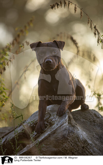 lying Patterdale Terrier / MW-08267