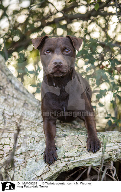 lying Patterdale Terrier / MW-08268