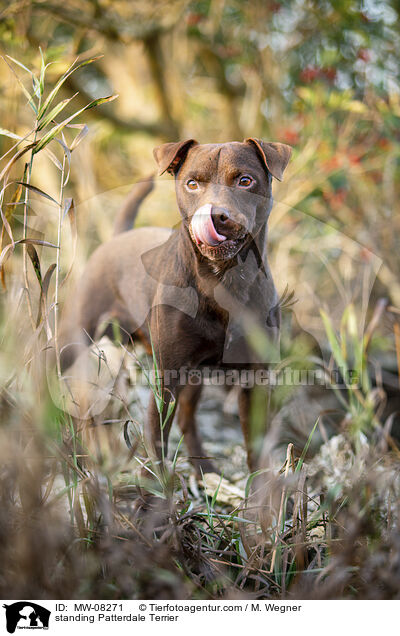 standing Patterdale Terrier / MW-08271