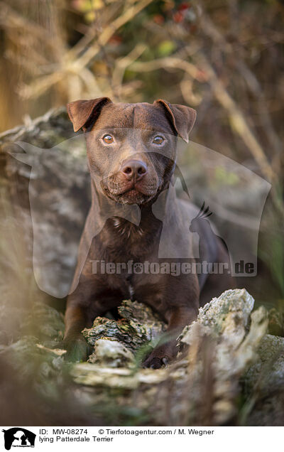 lying Patterdale Terrier / MW-08274