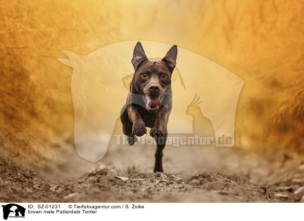 brauner Patterdale Terrier Rde / brown male Patterdale Terrier / SZ-01231