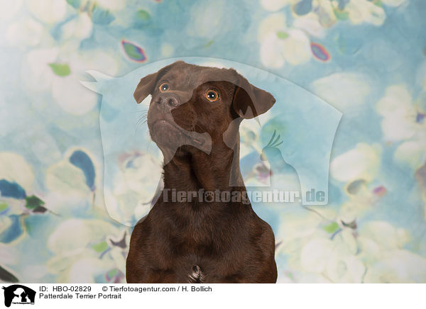 Patterdale Terrier Portrait / Patterdale Terrier Portrait / HBO-02829