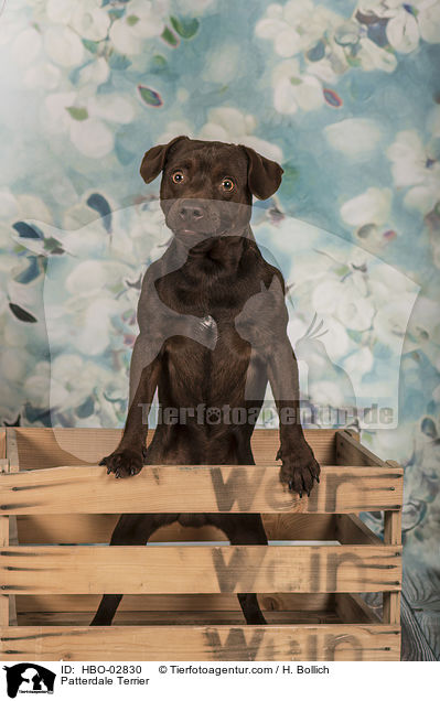 Patterdale Terrier / Patterdale Terrier / HBO-02830