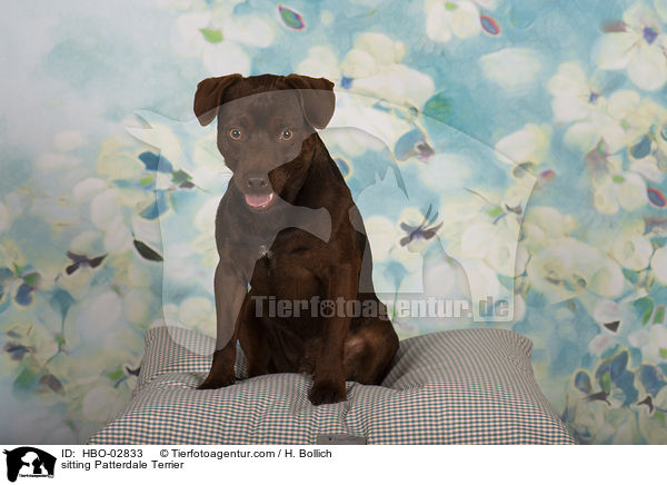 sitzender Patterdale Terrier / sitting Patterdale Terrier / HBO-02833