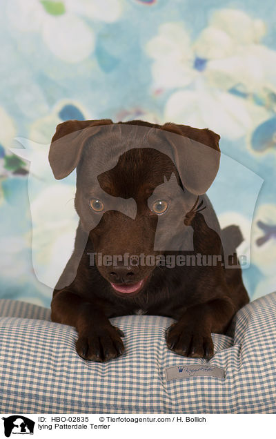 liegender Patterdale Terrier / lying Patterdale Terrier / HBO-02835