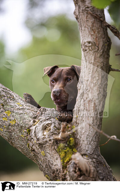 Patterdale Terrier im Sommer / Patterdale Terrier in summer / MW-27219