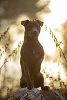 sitting Patterdale Terrier