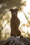 sitting Patterdale Terrier
