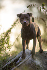 standing Patterdale Terrier