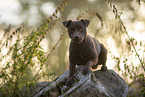 lying Patterdale Terrier