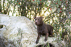 lying Patterdale Terrier