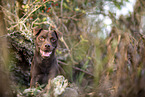 lying Patterdale Terrier