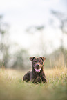 lying Patterdale Terrier