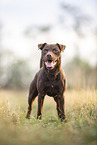 standing Patterdale Terrier