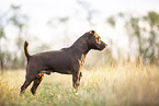 standing Patterdale Terrier